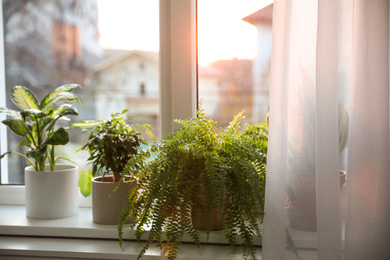 Photo of Different potted plants on window sill at home