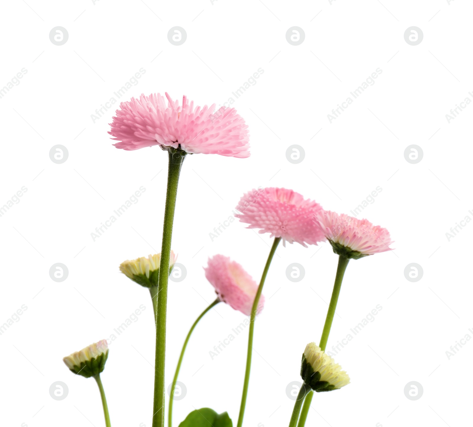 Photo of Beautiful blooming daisies against white background. Spring flowers