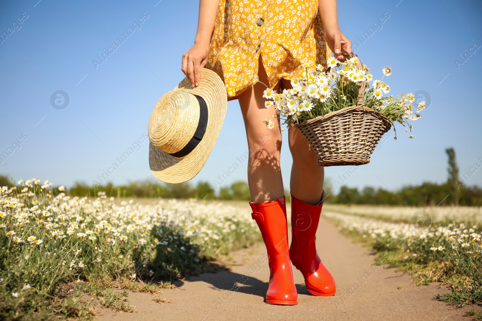 Photo of Woman with straw hat and wicker basket full of chamomiles walking near field on sunny day, closeup