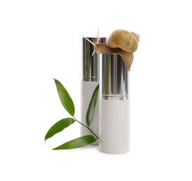 Photo of Snail, cosmetic products and green leaves isolated in white