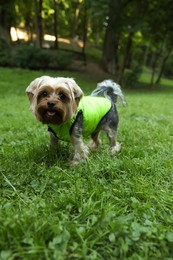 Cute Yorkshire terrier wearing stylish pet clothes in park