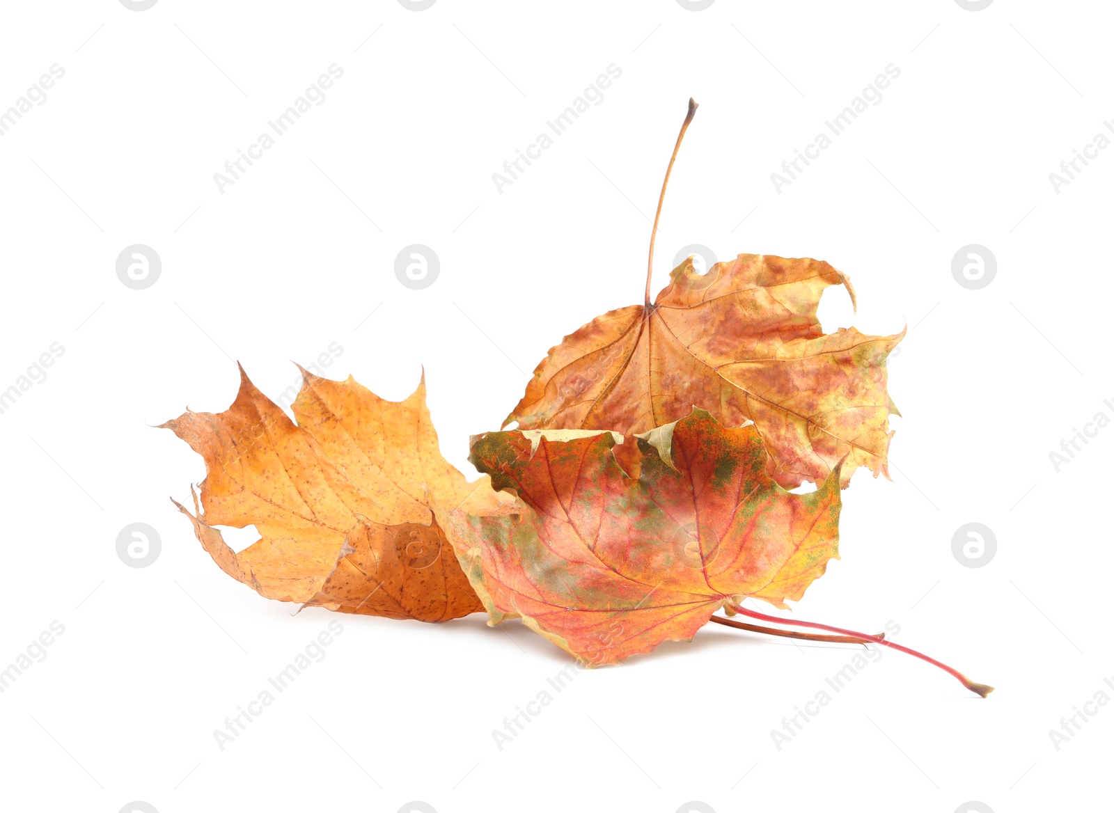 Photo of Autumn season. Dry maple leaves isolated on white