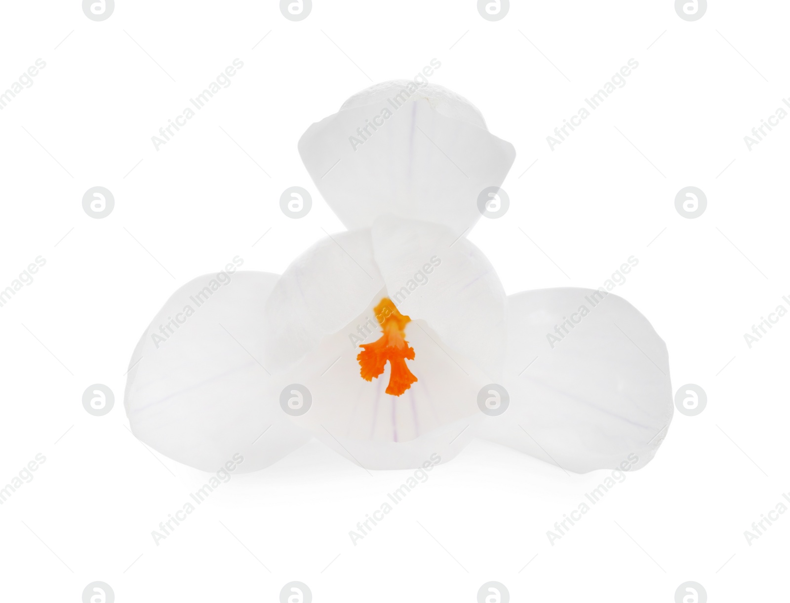 Photo of Beautiful fresh crocus flower isolated on white