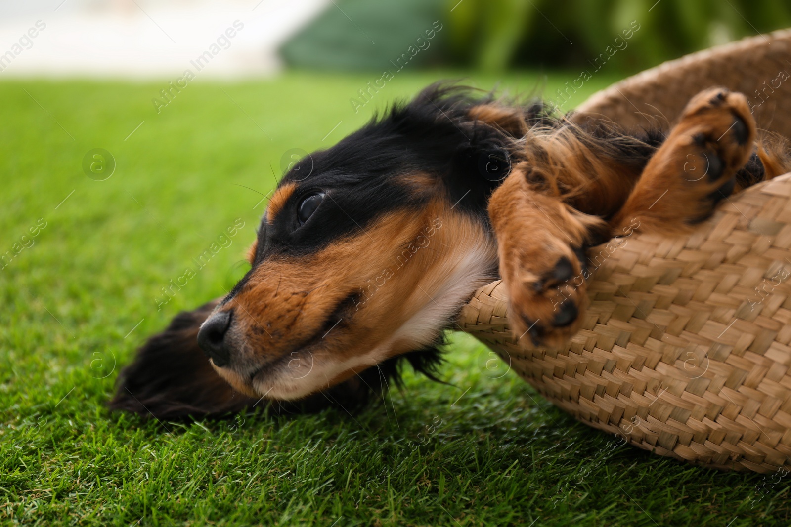 Photo of Cute dog relaxing in wicker basket on green grass outdoors, closeup. Friendly pet