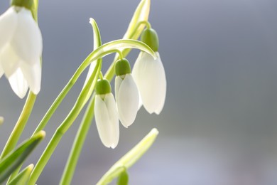 Photo of Blooming snowdrops on blurred background, closeup. First spring flowers