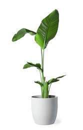 Photo of Beautiful houseplant in pot isolated on white