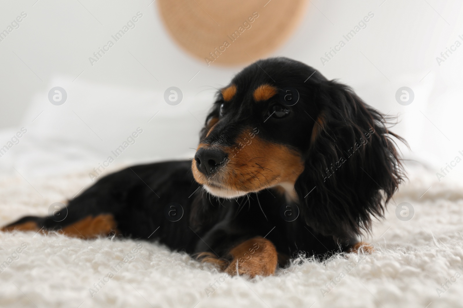 Photo of Cute dog relaxing on fluffy rug at home. Friendly pet