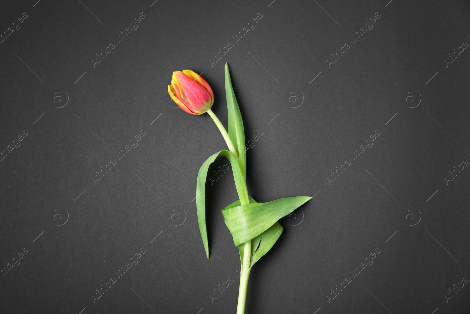 Photo of Beautiful tulip on dark background