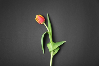 Photo of Beautiful tulip on dark background