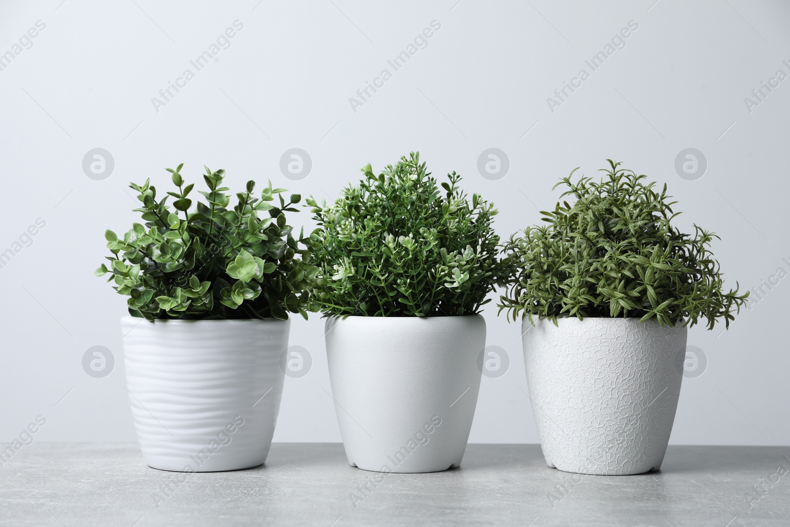 Photo of Different aromatic potted herbs on light grey table