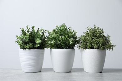 Different aromatic potted herbs on light grey table