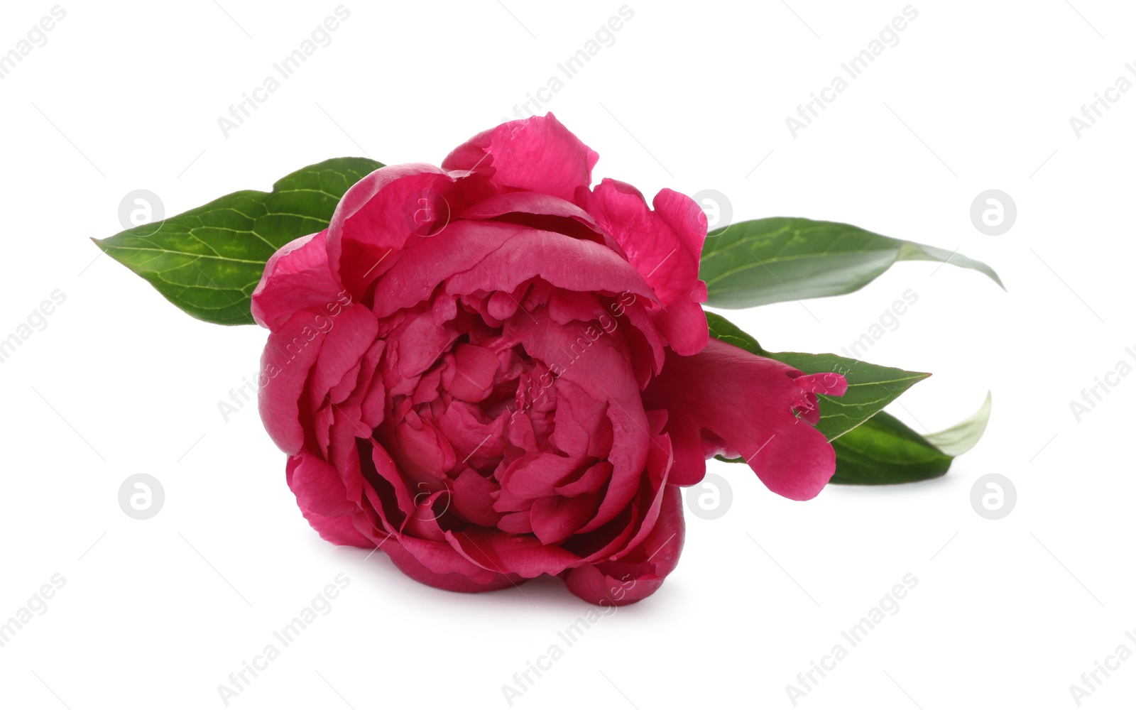 Photo of Beautiful pink peony flower isolated on white