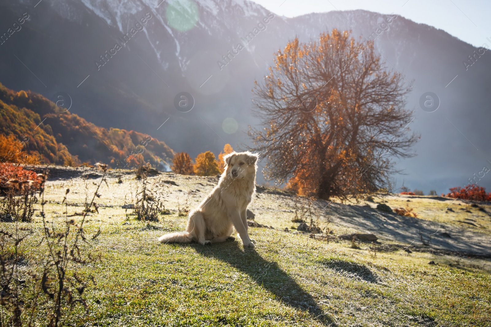 Photo of Adorable dog in mountains on sunny day