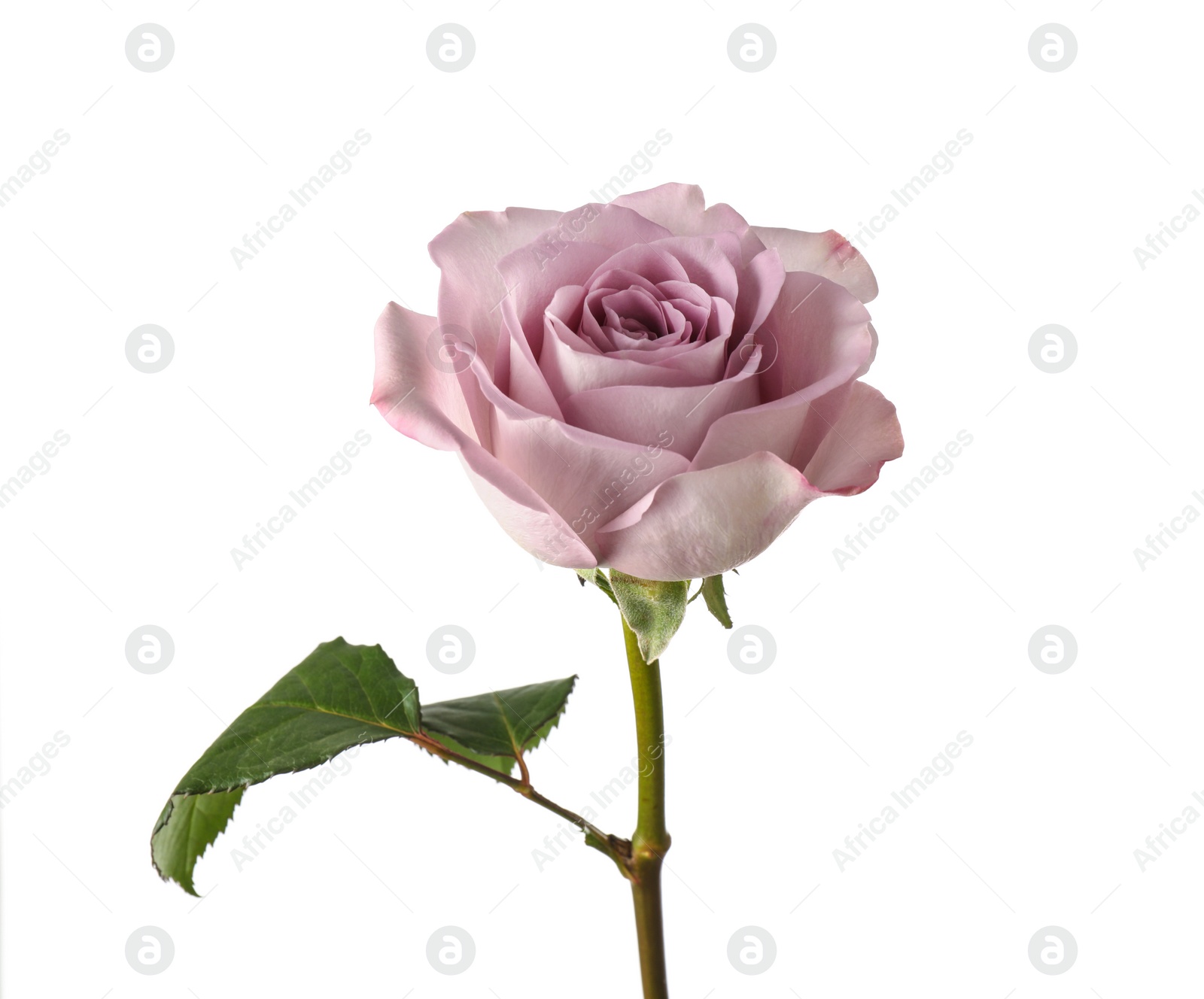 Photo of Beautiful blooming rose flower on white background