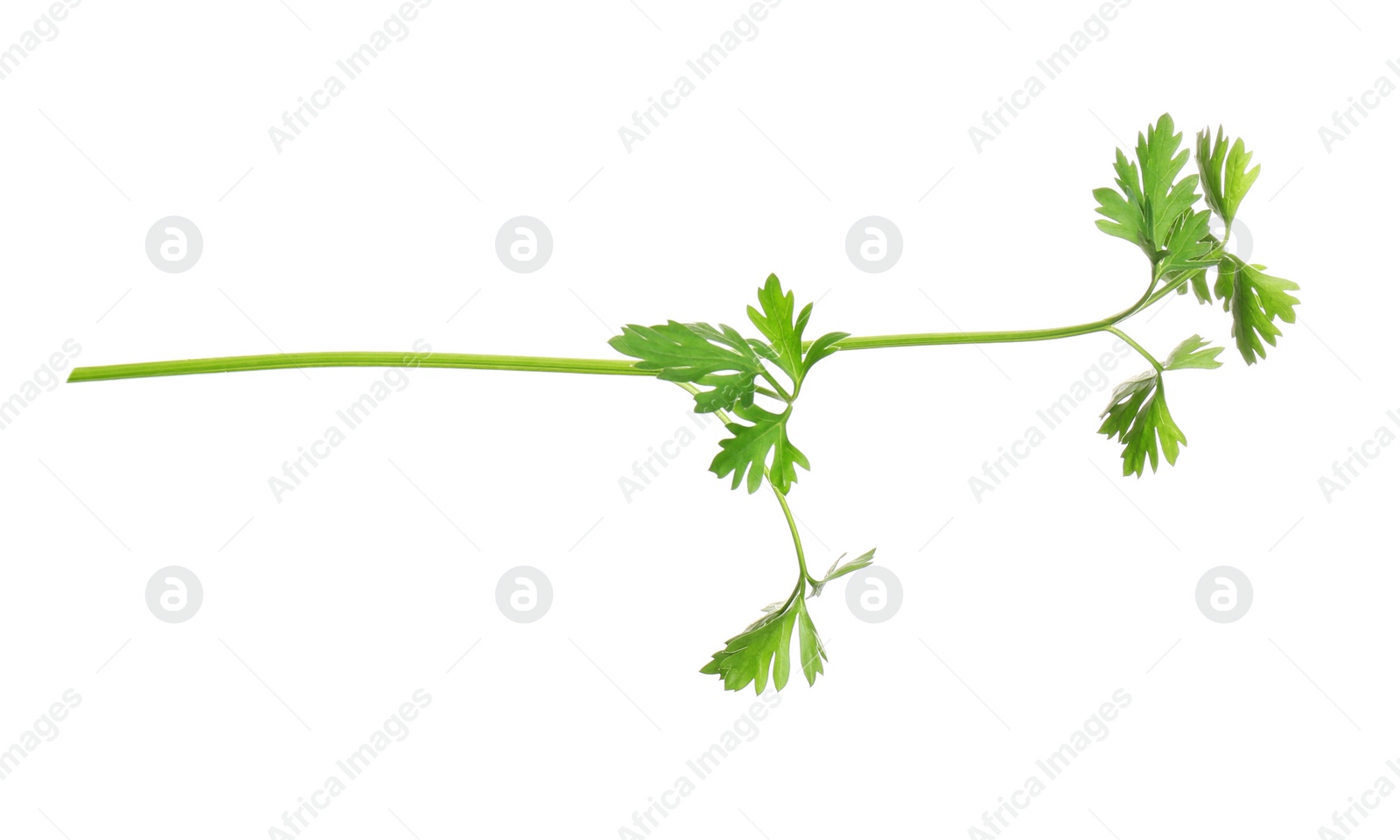 Photo of Fresh green organic parsley on white background