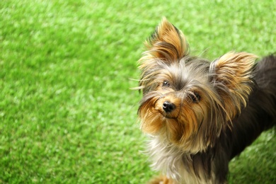 Photo of Adorable Yorkshire terrier on green grass, space for text. Cute dog