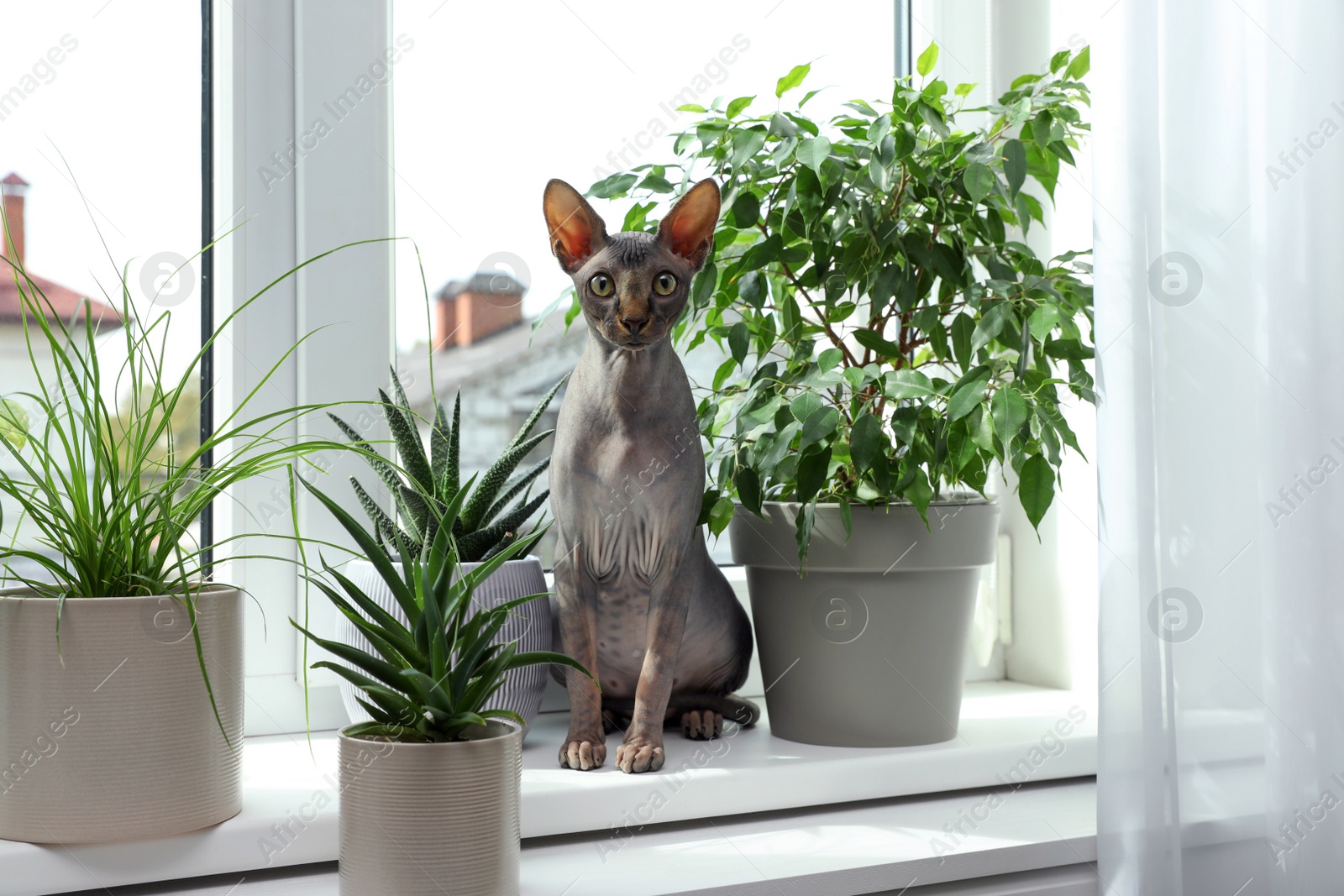 Photo of Sphynx cat on windowsill near houseplants indoors