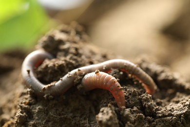 One worm in wet soil, closeup. Terrestrial invertebrates