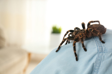 Photo of Man with striped knee tarantula on shoulder at home, closeup. Space for text