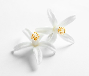 Photo of Beautiful blooming citrus flowers on white background