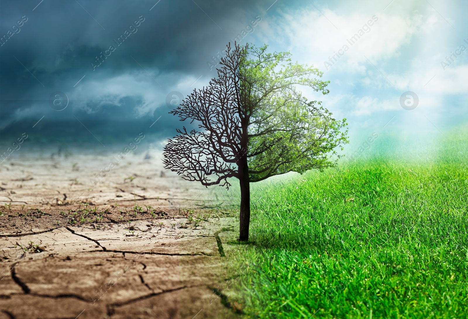 Image of Concept of climate changing. Half dead and alive tree outdoors