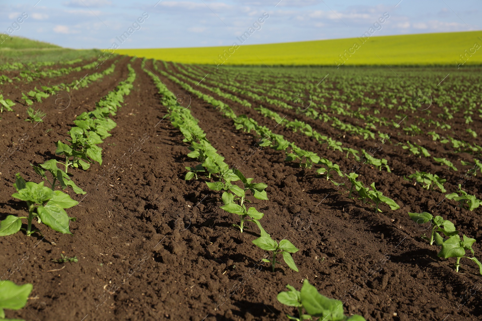 Photo of Agricultural field with sunflower seedlings on sunny day