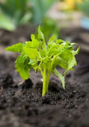 Photo of Young tomato seedling in fertile soil, closeup. Gardening time