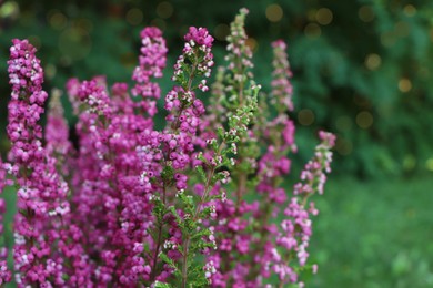 Photo of Heather shrub with blooming flowers outdoors, closeup