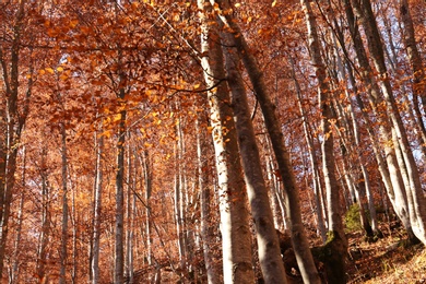 Photo of Beautiful trees with color leaves in autumn forest