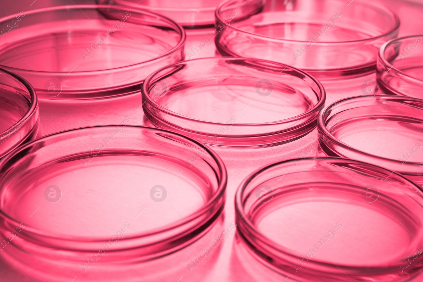 Image of Petri dishes with liquid on table, toned in red. Laboratory glassware