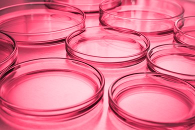 Petri dishes with liquid on table, toned in red. Laboratory glassware