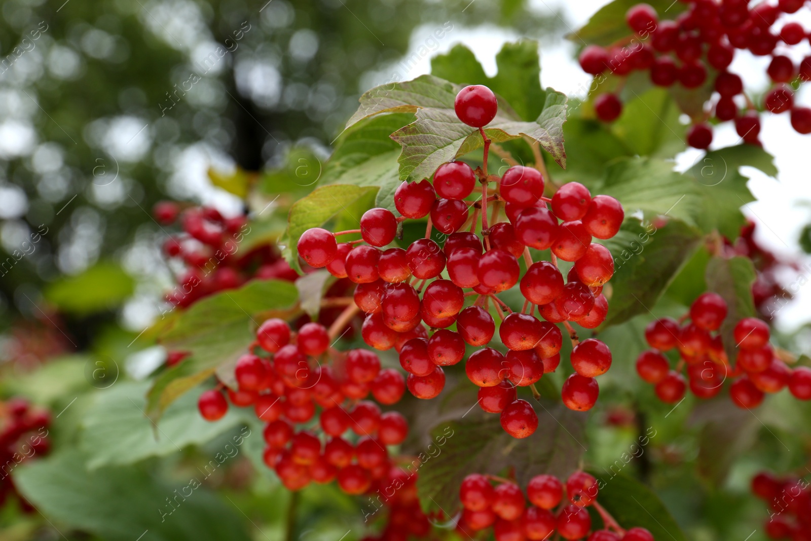 Photo of Beautiful viburnum shrub with ripe berries outdoors