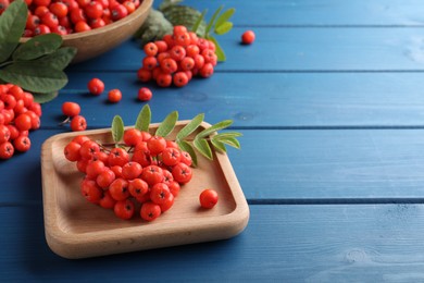 Photo of Wooden plate with fresh ripe rowan berries on blue table, space for text