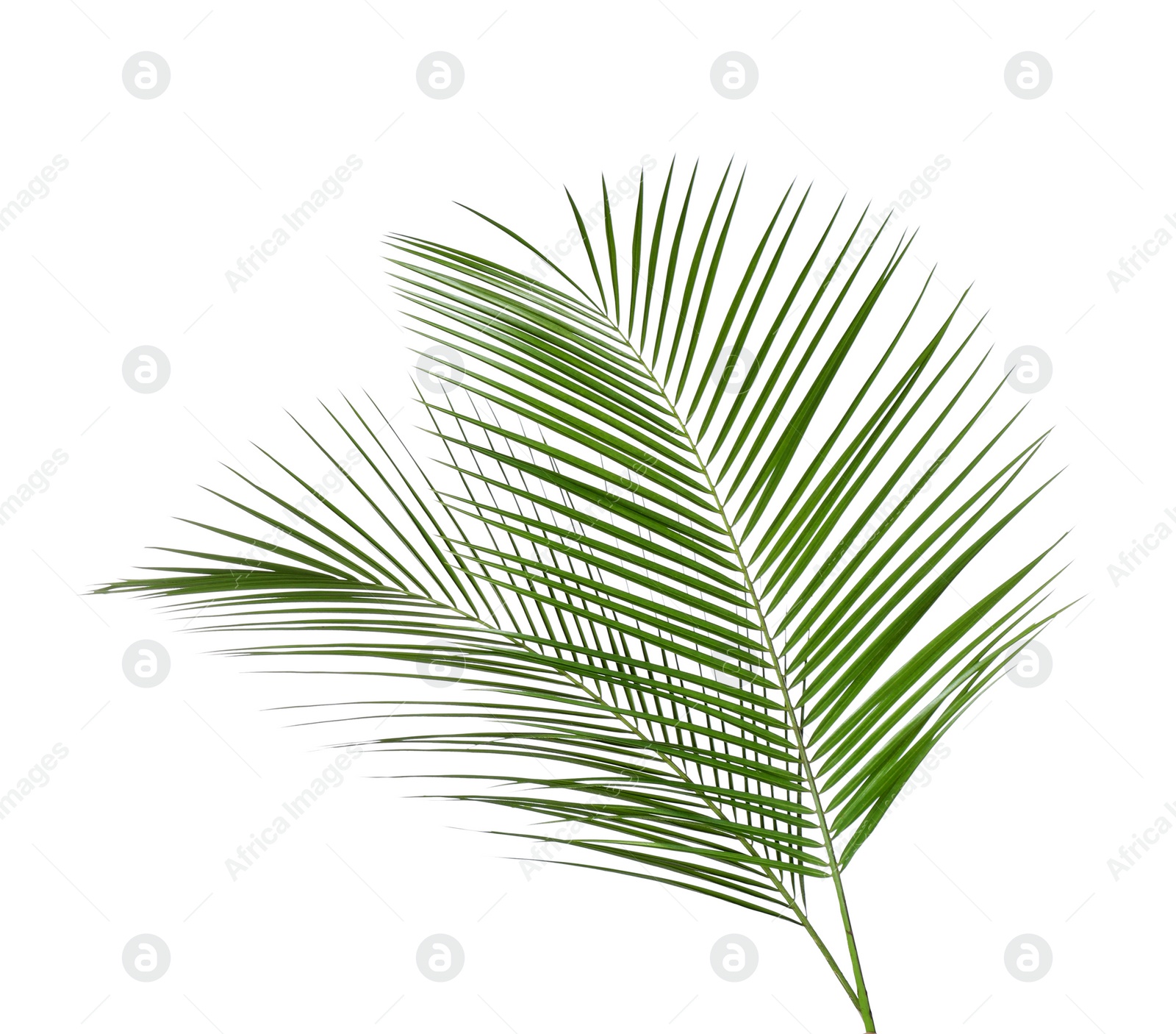 Photo of Beautiful lush tropical leaves isolated on white