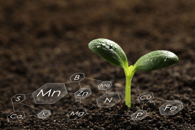 Young seedling growing in soil and scheme with chemical elements