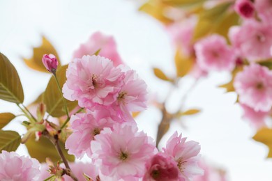 Photo of Beautiful pink flowers of blossoming sakura tree against blue sky, closeup