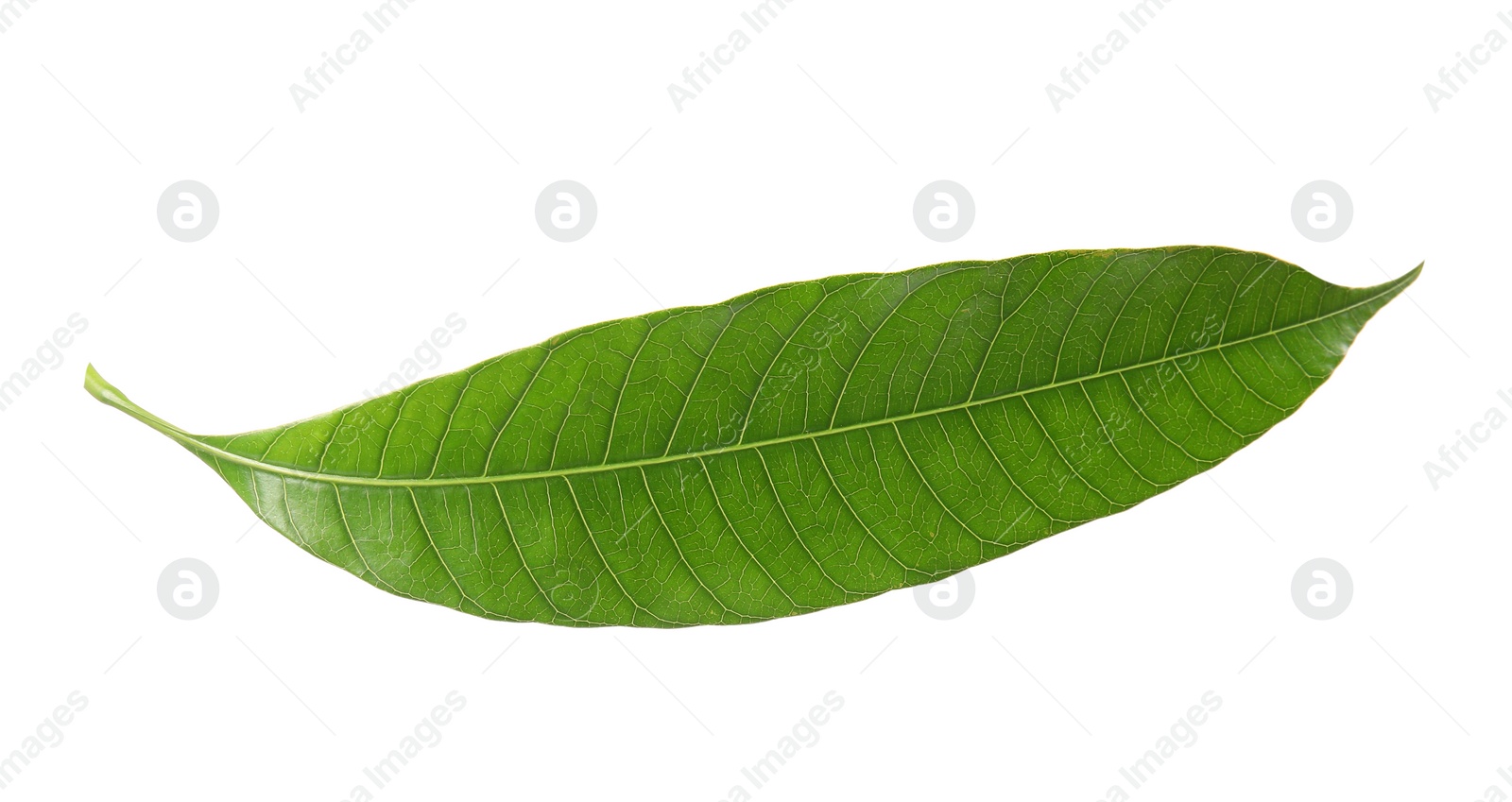 Photo of Fresh green mango leaf on white background