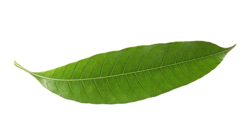 Photo of Fresh green mango leaf on white background