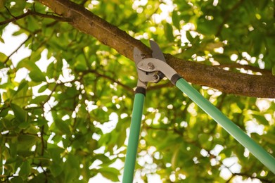 Photo of Pruning tree with secateurs outdoors. Gardening tool