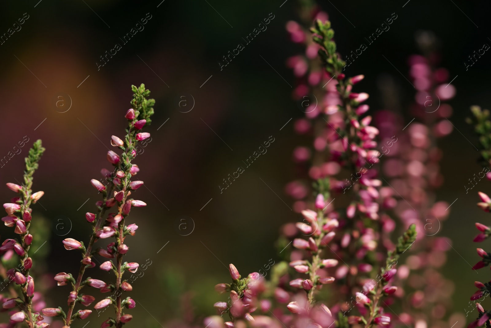 Photo of Heather shrub twigs with beautiful flowers on blurred background, closeup