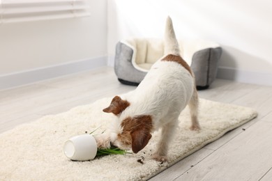 Cute dog near overturned houseplant on rug indoors