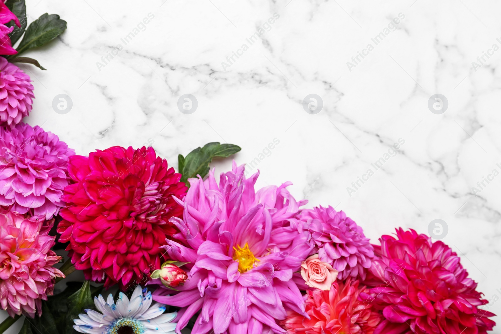 Photo of Flat lay composition with beautiful dahlia flowers on white marble background. Space for text