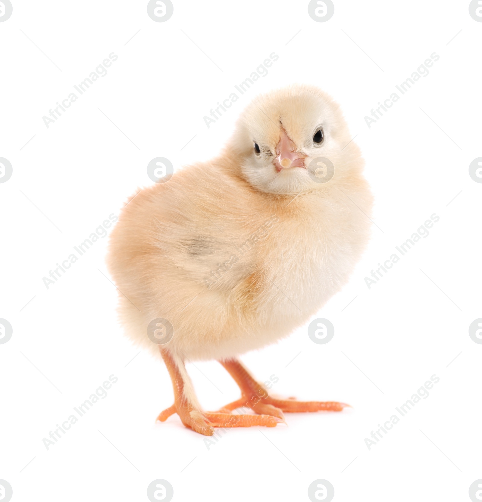 Photo of Cute fluffy baby chicken on white background