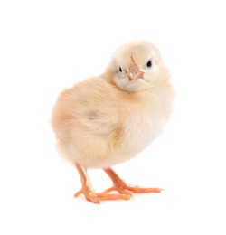 Photo of Cute fluffy baby chicken on white background