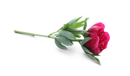 Photo of Beautiful red peony with leaves isolated on white