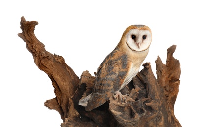 Beautiful common barn owl on tree against white background