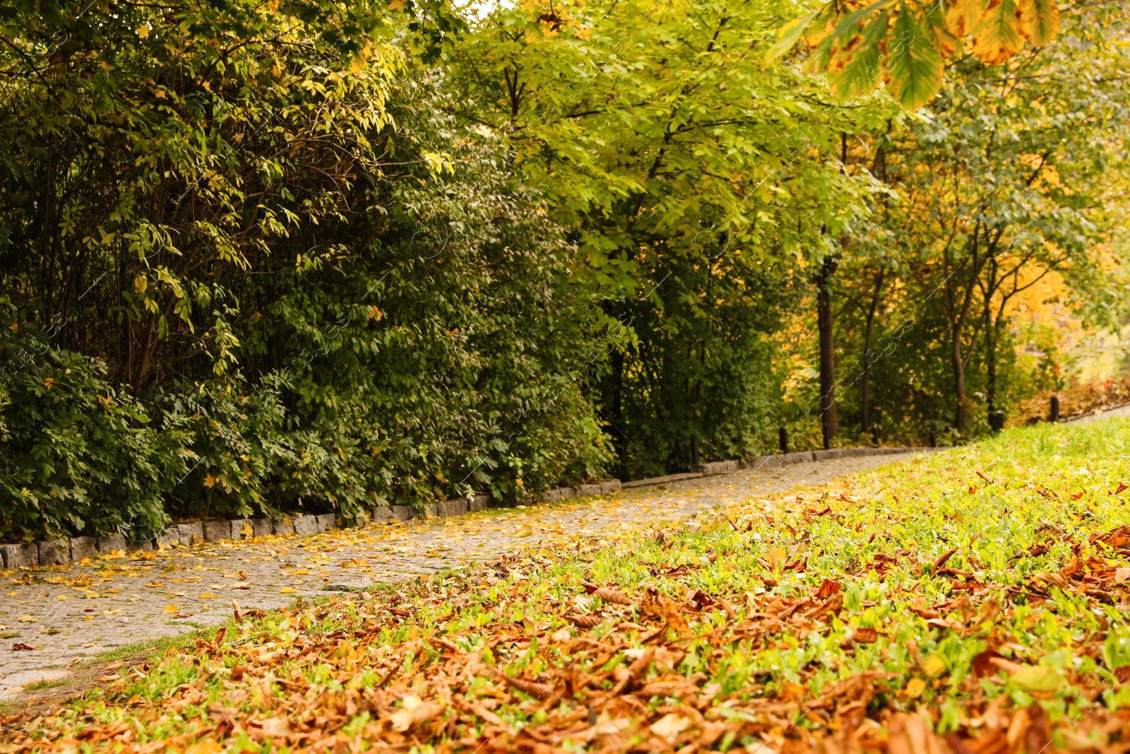 Photo of Beautiful view of park with trees on autumn day