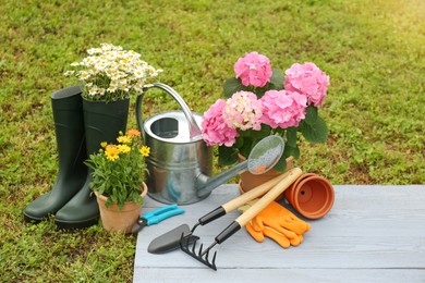 Beautiful blooming plants, gardening tools and accessories on green grass outdoors