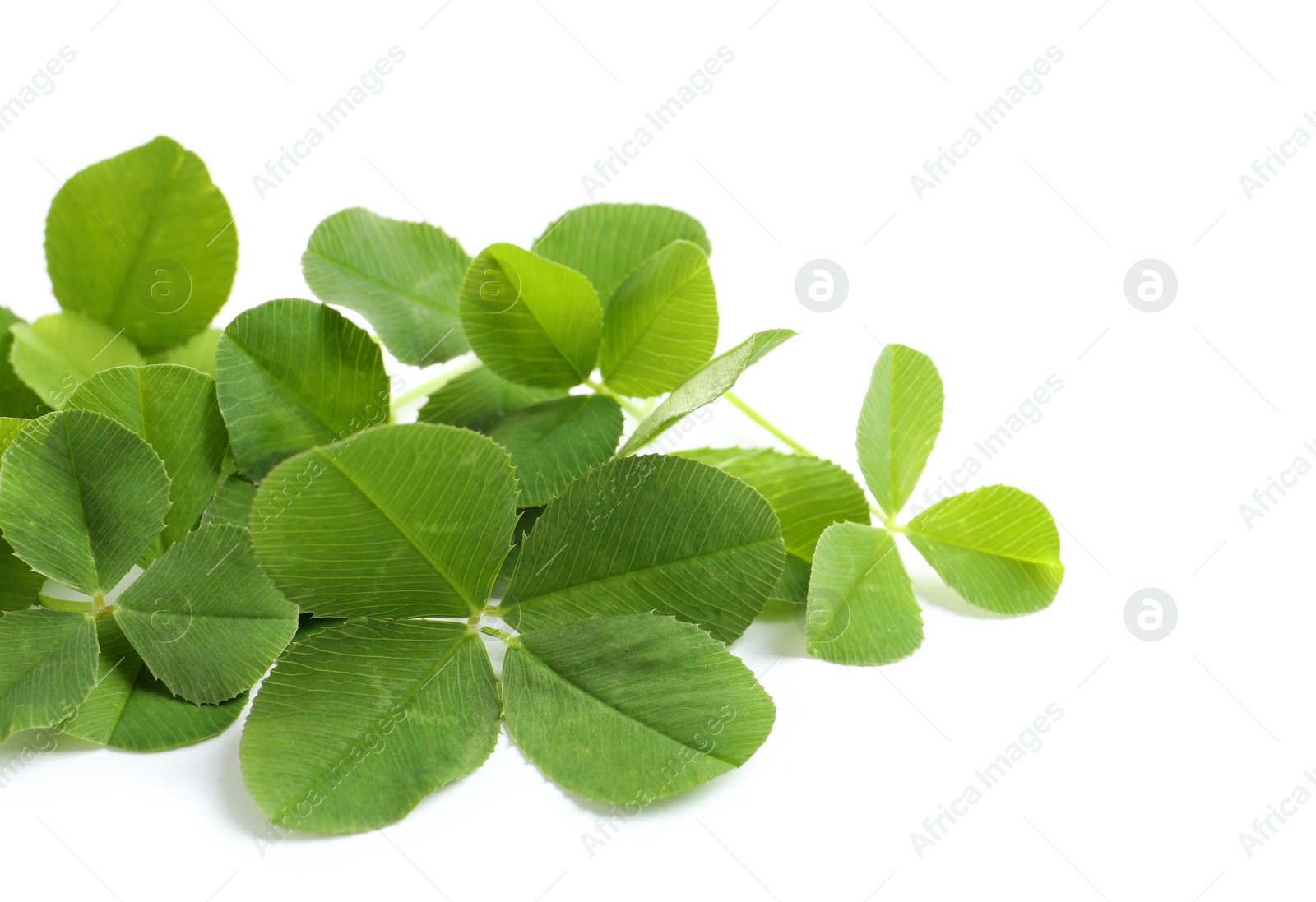 Photo of Green clover leaves on white background