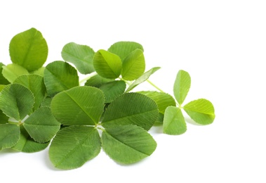 Photo of Green clover leaves on white background